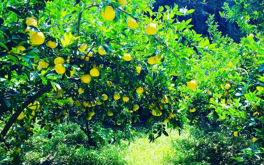 【和製グレープフルーツ河内晩柑】