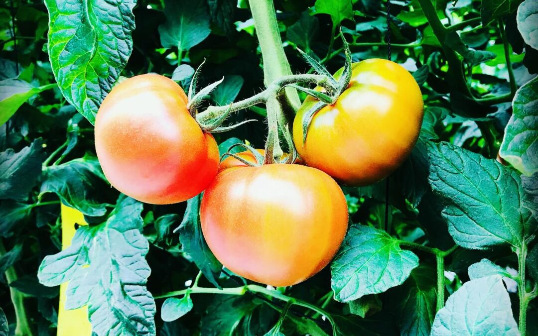 【ゴールデンウィークの営業について&スーパーフルーツトマト入