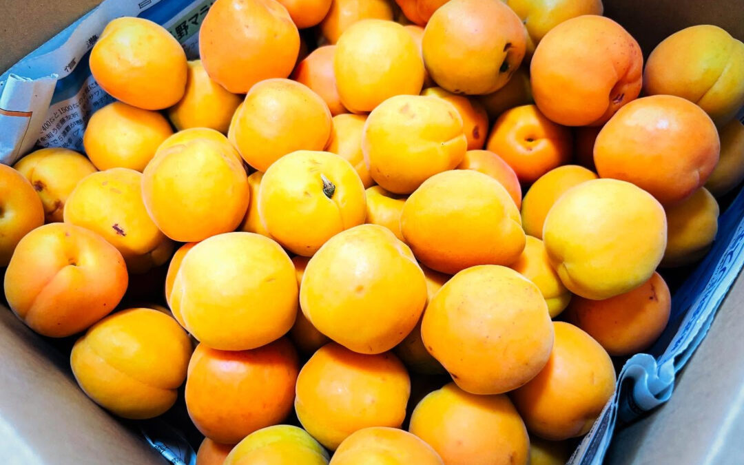 【長野県・千曲のあんず】