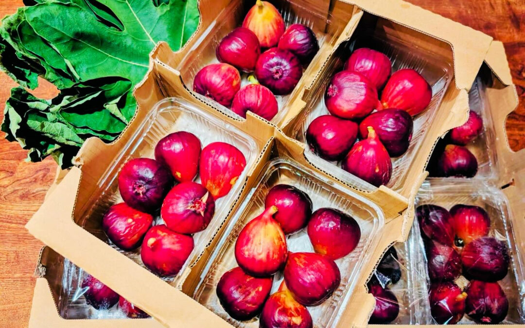 【国産樹上熟成いちじく】