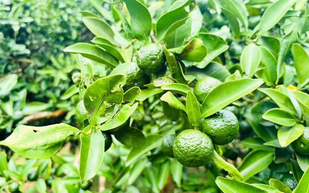 【石垣島産シークヮーサー】