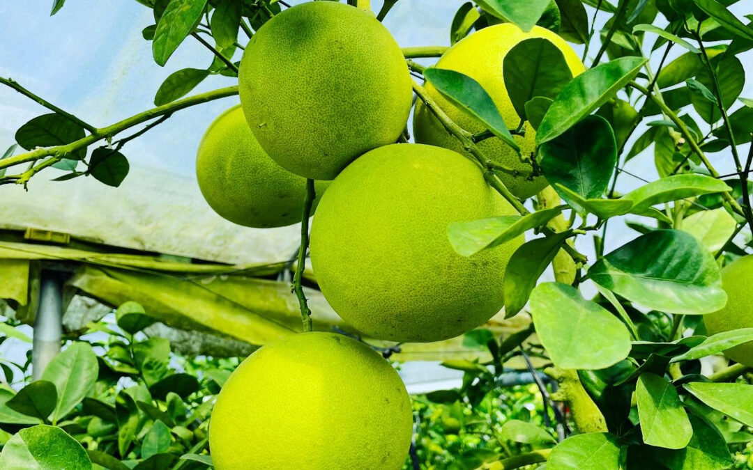 【高知県産・水晶文旦】