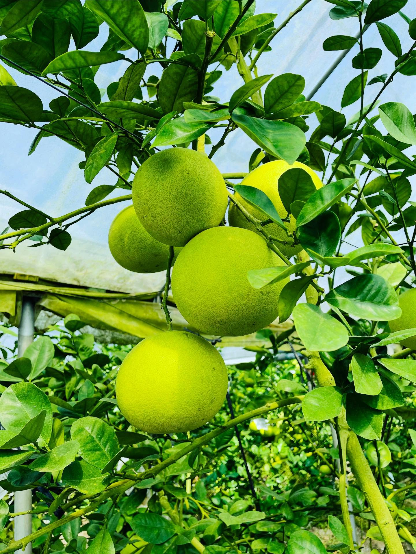 20251106032500_191091_690c150c2ea78_job4c5750bf