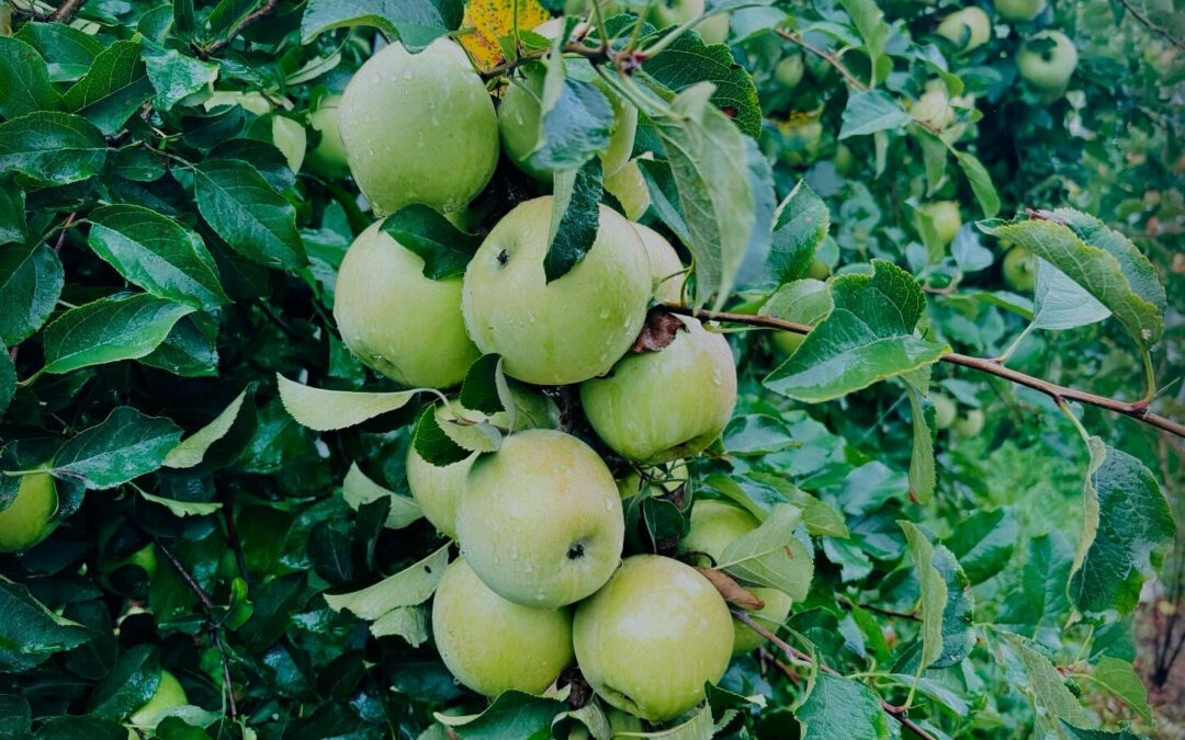 【農家直送・グラニースミス】