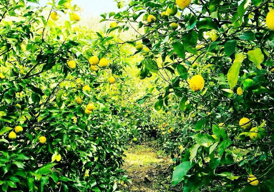 【国産・瀬戸内レモン】