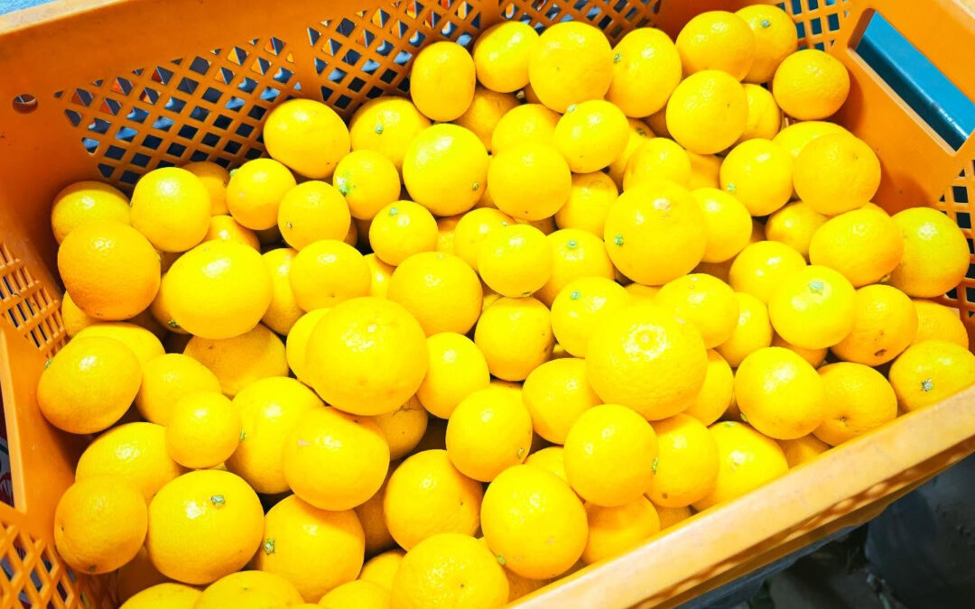 【かながわブランド・湘南ゴールド入荷】